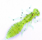 BEETLE 1.5 #12 (3.81cm, 12pcs)