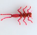 Vesnyanka 10106 (3.5cm, 8pcs)